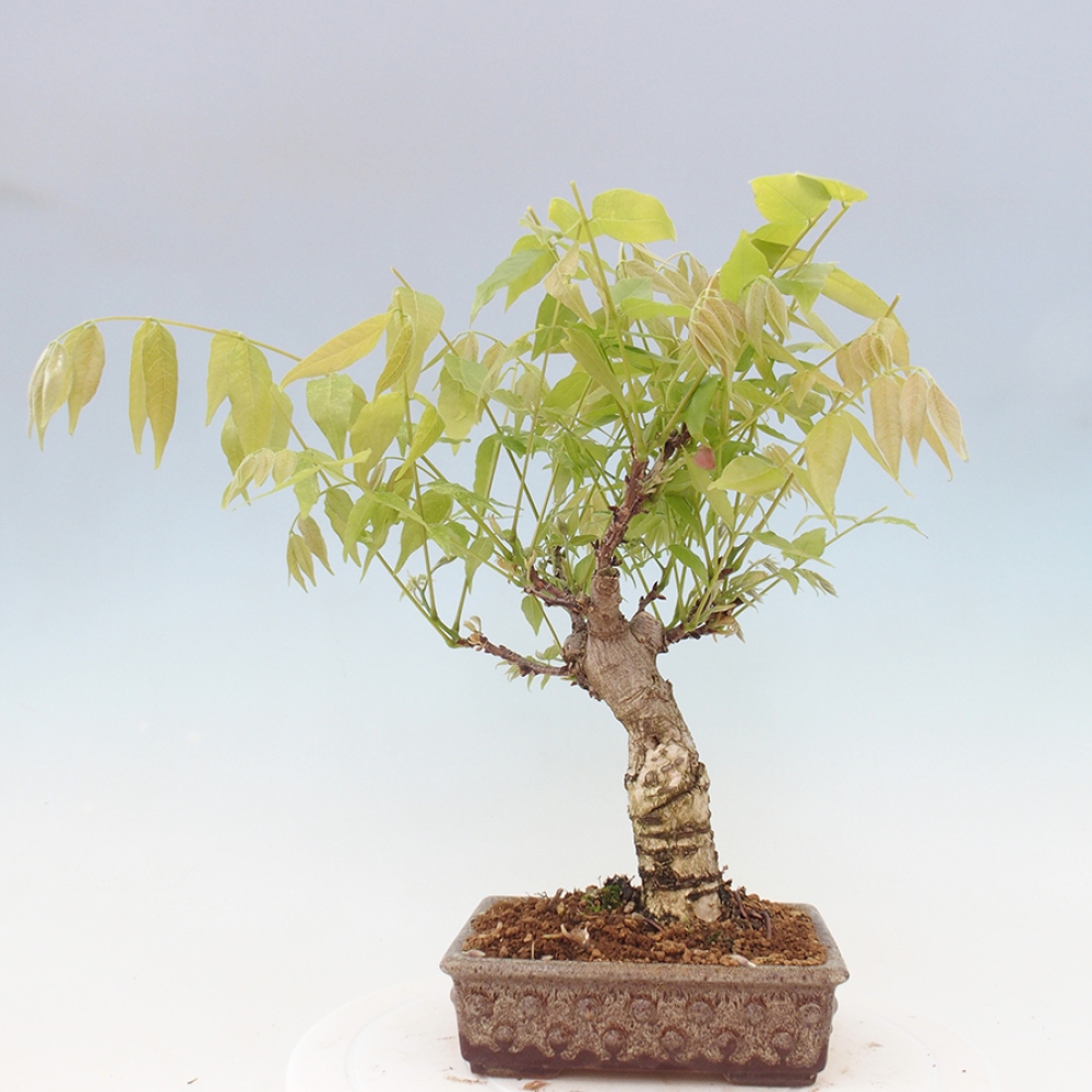Bonsai voor buiten - Wisteria floribunda