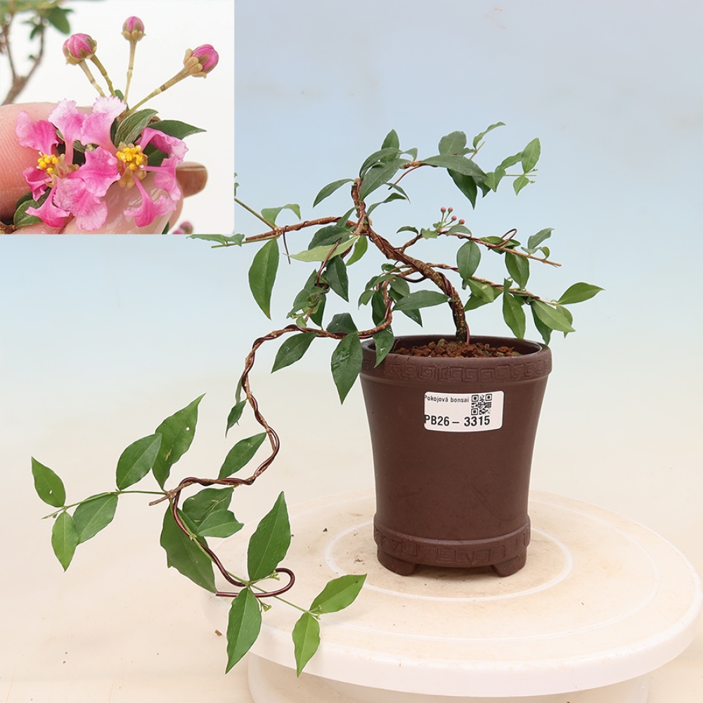 Kamerbonsai - Barbados-kers (Malpighia glabra) 