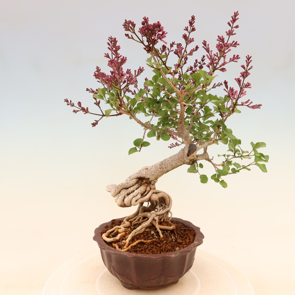 Bonsai voor buiten - Syringa microphylla - kleinbloemige sering