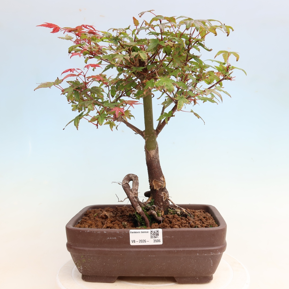 Bonsai voor buiten - Acer palmatum DESHOJO
