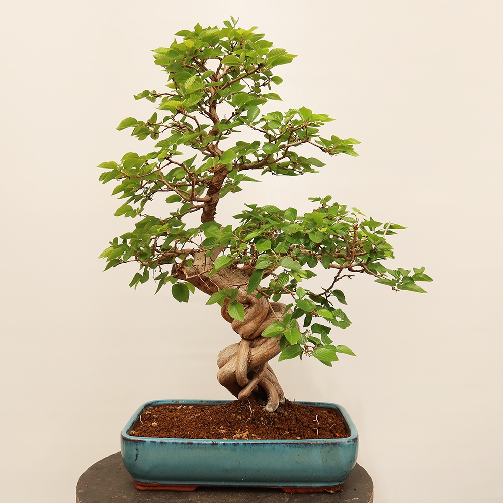 Bonsai voor buiten -Carpinus Coreana - Koreaanse haagbeuk