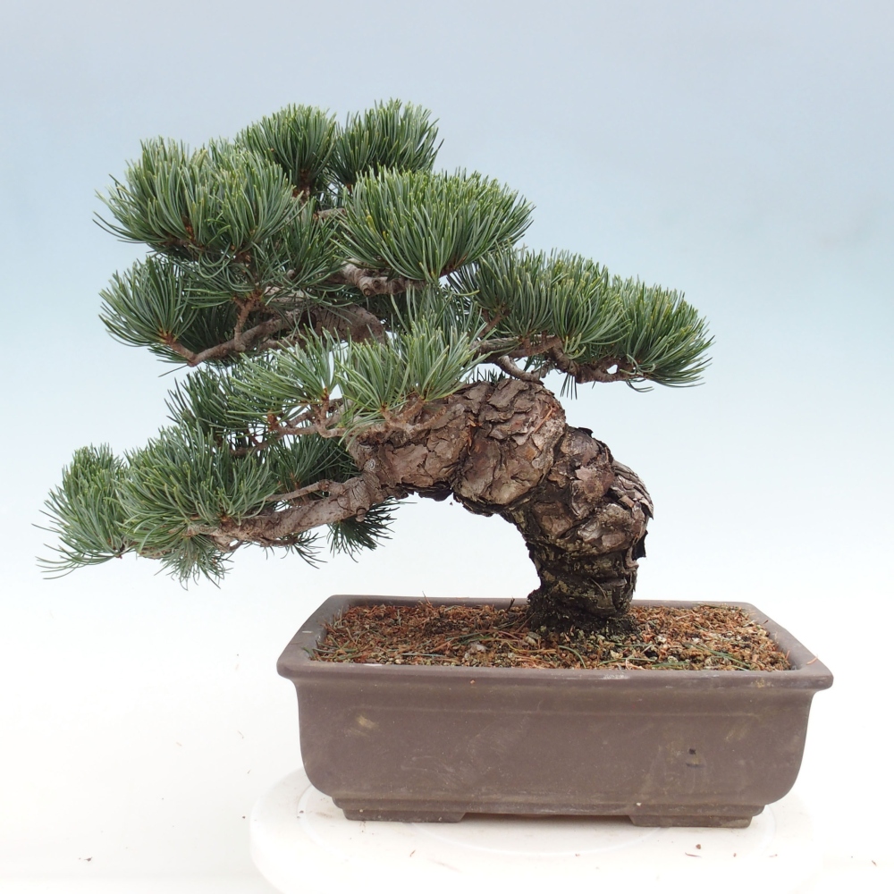 Bonsai voor buiten - Pinus parviflora - Pinus parviflora
