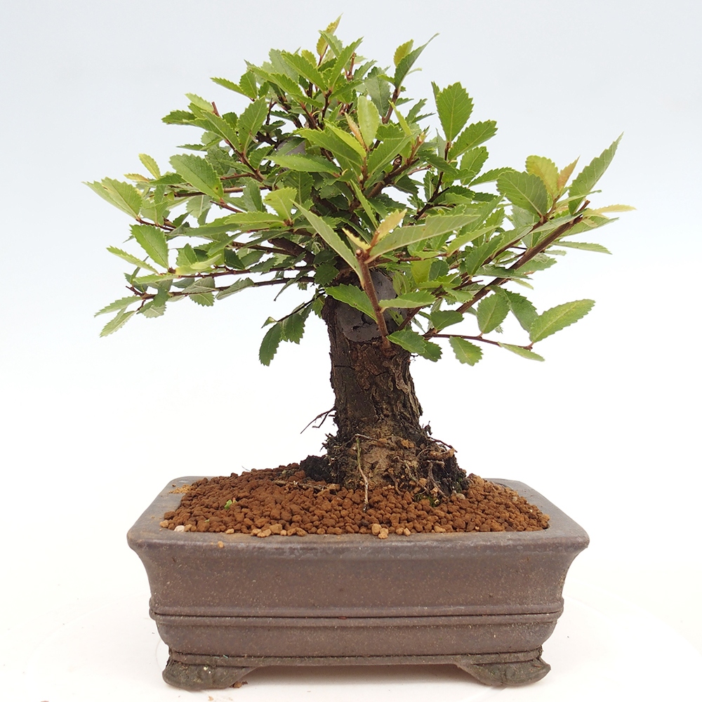 Bonsai voor buiten - Zelkova - Zelkova NIRE