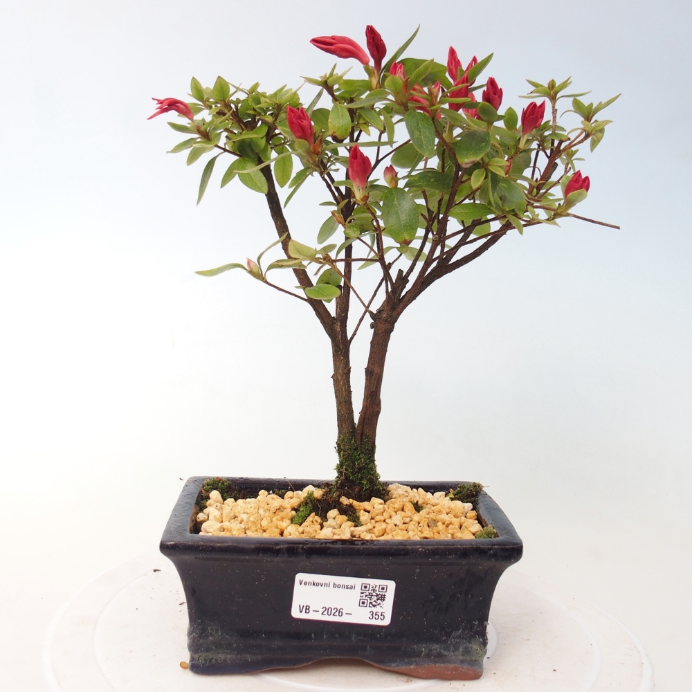 Bonsai voor buiten - Japanse azalea - Azalea sp.