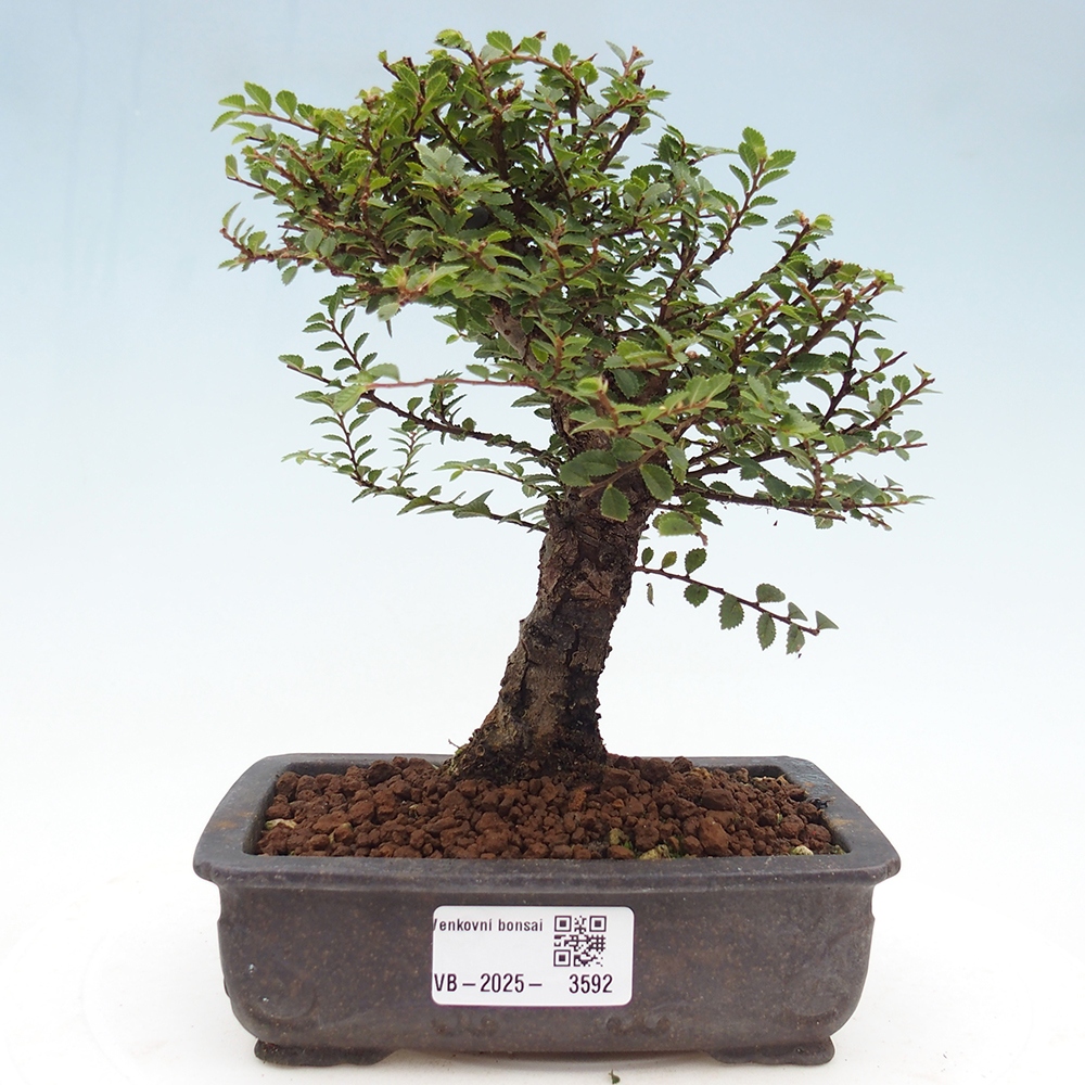 Bonsai voor buiten - Ulmus parvifolia Hokkaido - Chinese iep