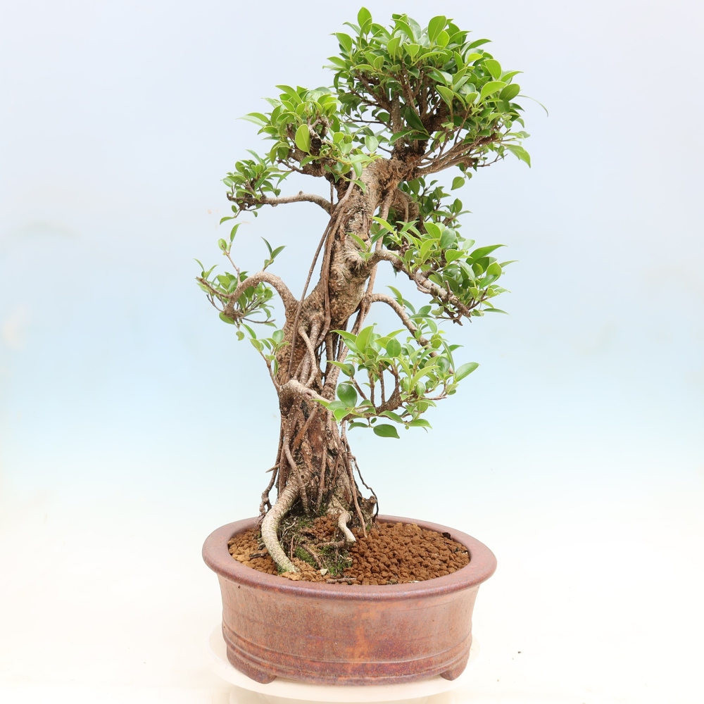 Kamerbonsai - Ficus kimmen - kleinbladige ficus
