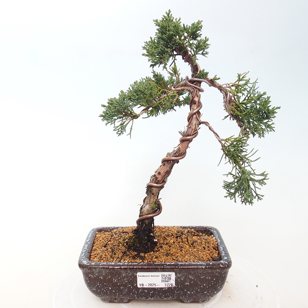 Bonsai voor buiten - Juniperus chinensis Kishu