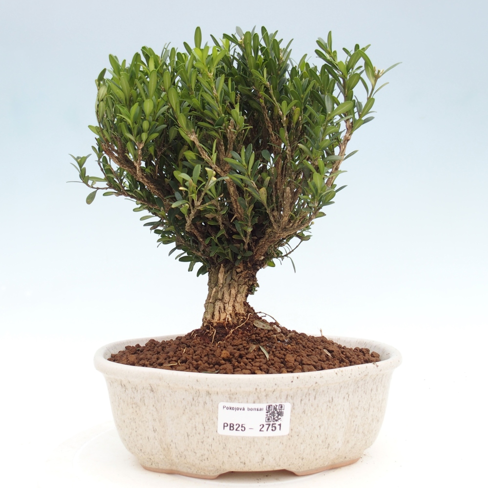 Kamerbonsai - Buxus harlandii - kurk buxus