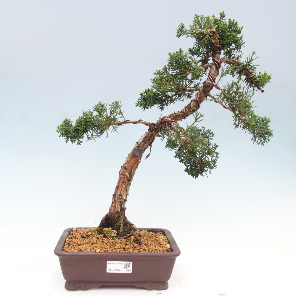 Bonsai voor buiten - Juniperus chinensis Kishu