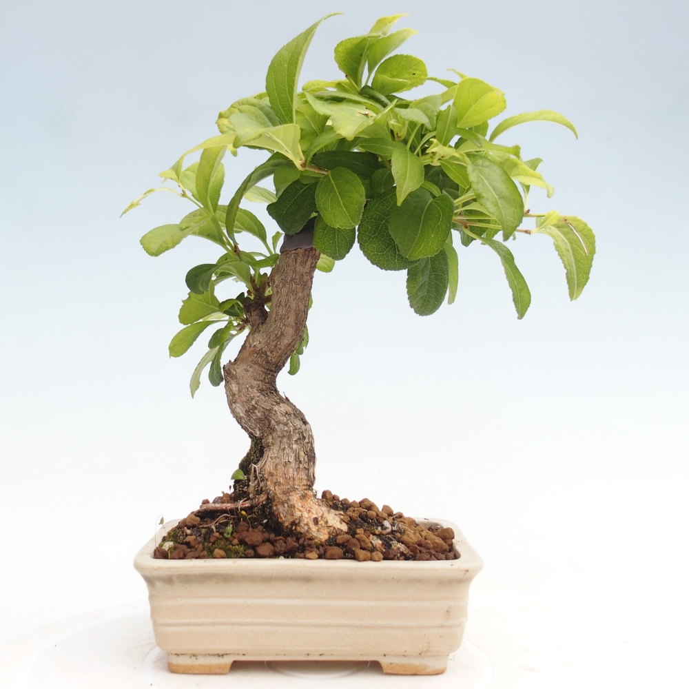 Bonsai voor buiten - Celastrus orbiculatus