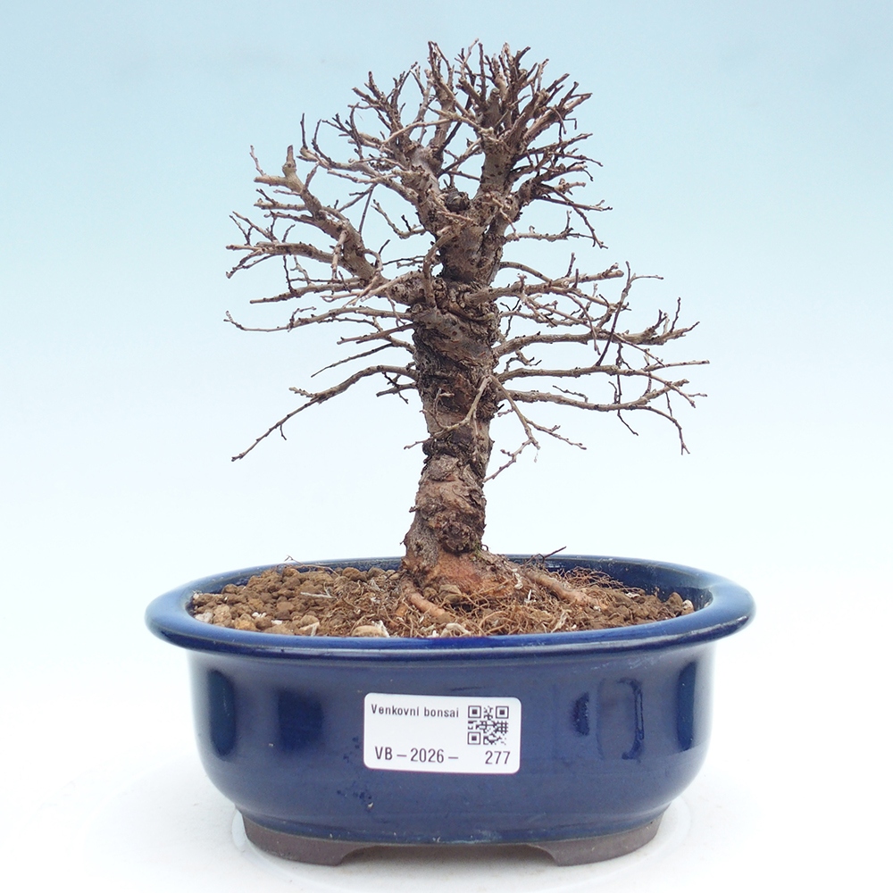 Bonsai voor buiten - Zelkova - Zelkova NIRE