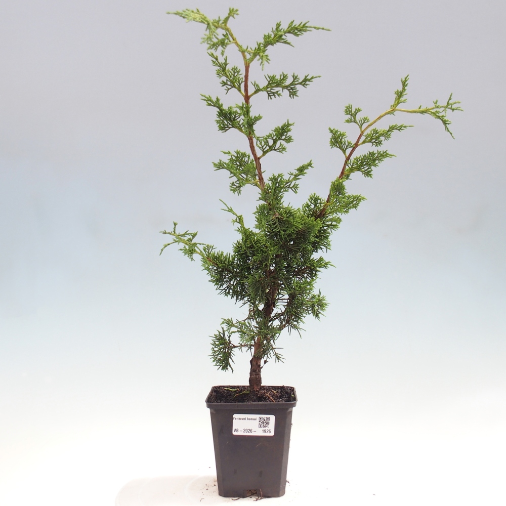 Bonsai voor buiten - Juniperus chinensis Itoigawa