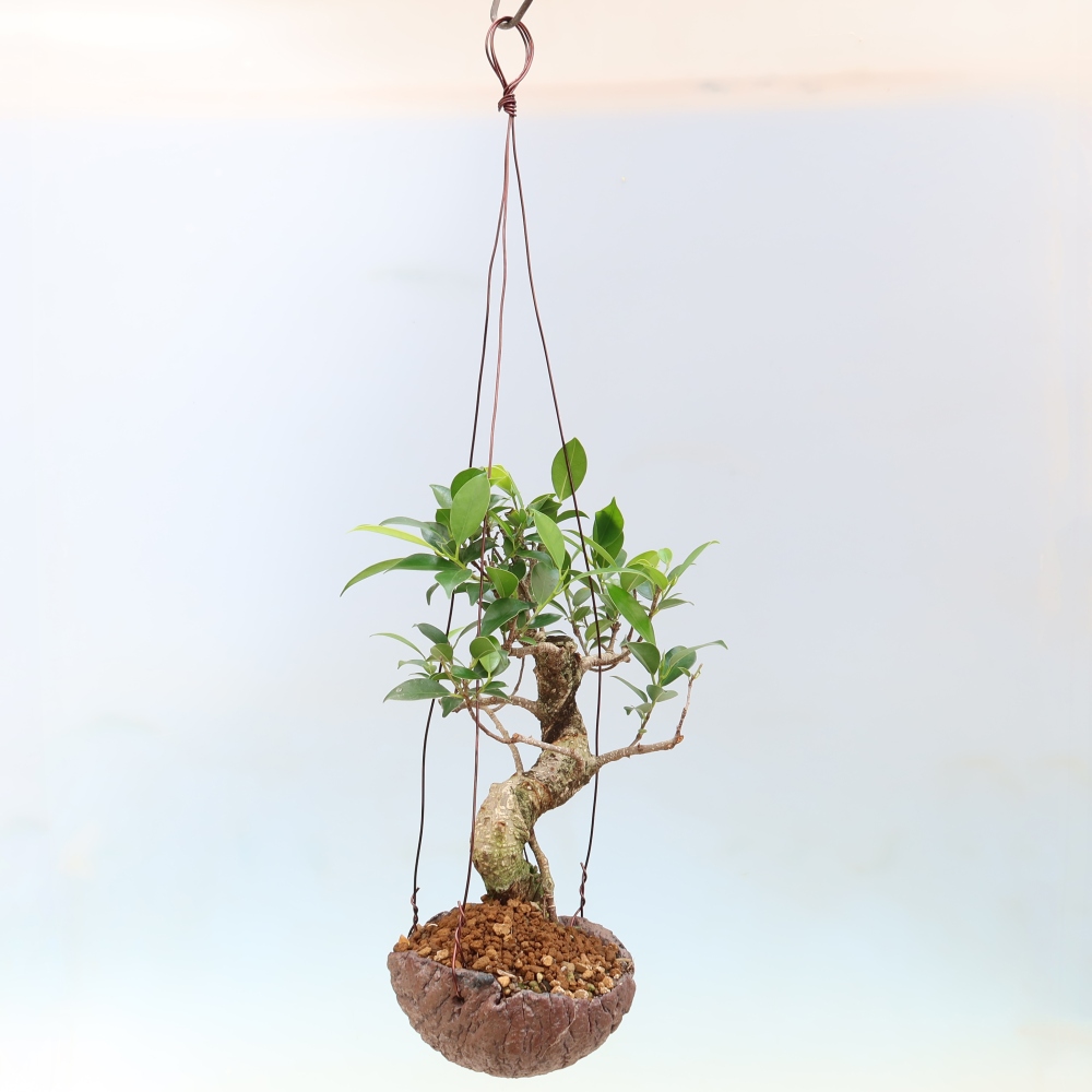 Kokedama in keramiek - kleinbladige ficus - Ficus kimmen
