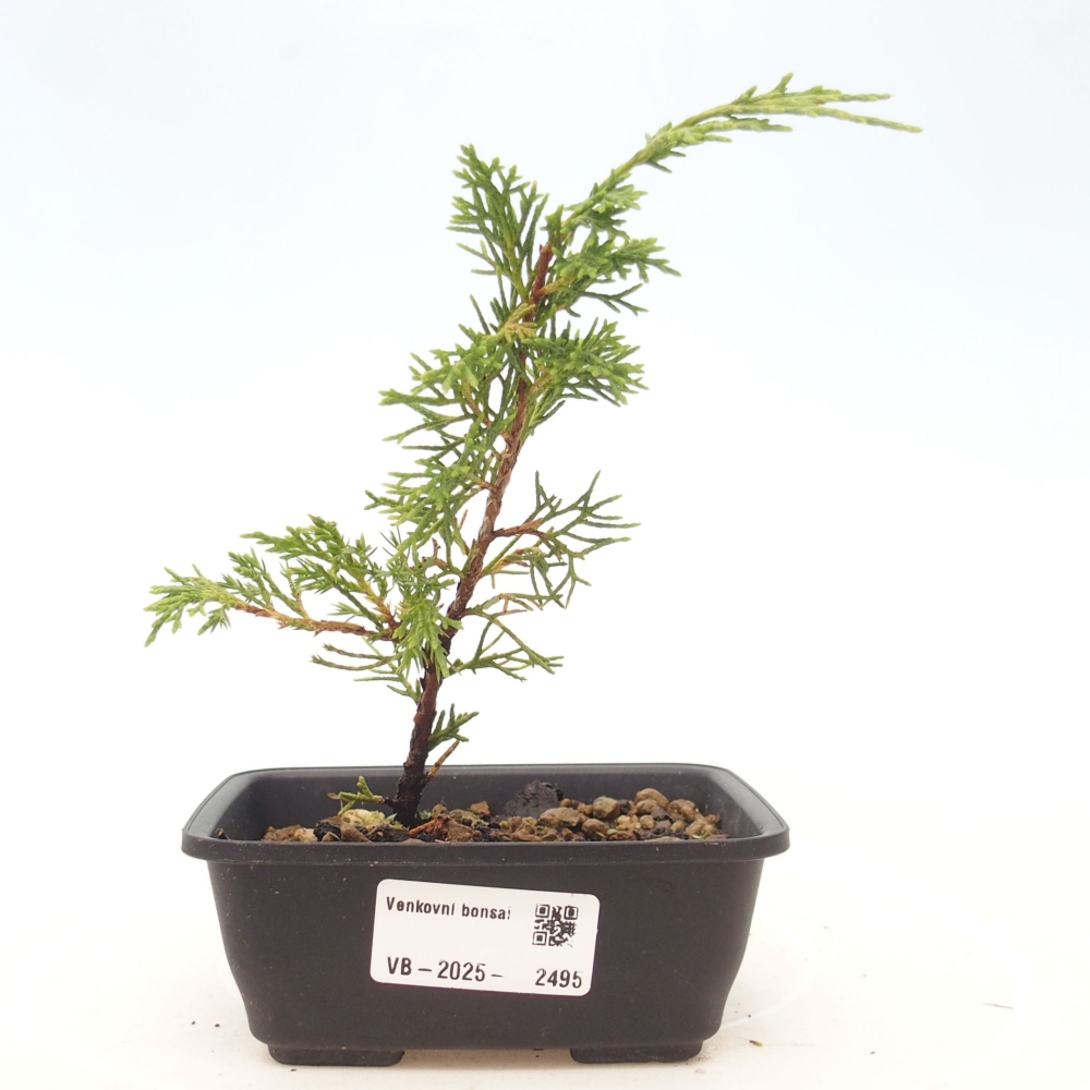 Bonsai voor buiten - Juniperus chinensis Itoigawa