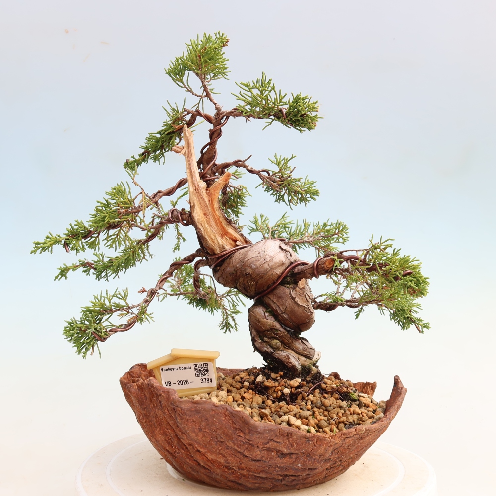 Bonsai voor buiten - Juniperus chinensis Itoigawa-Juniperus chinensis