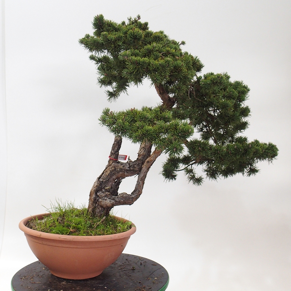 Yamadori - Pinus sylvestris Spanje