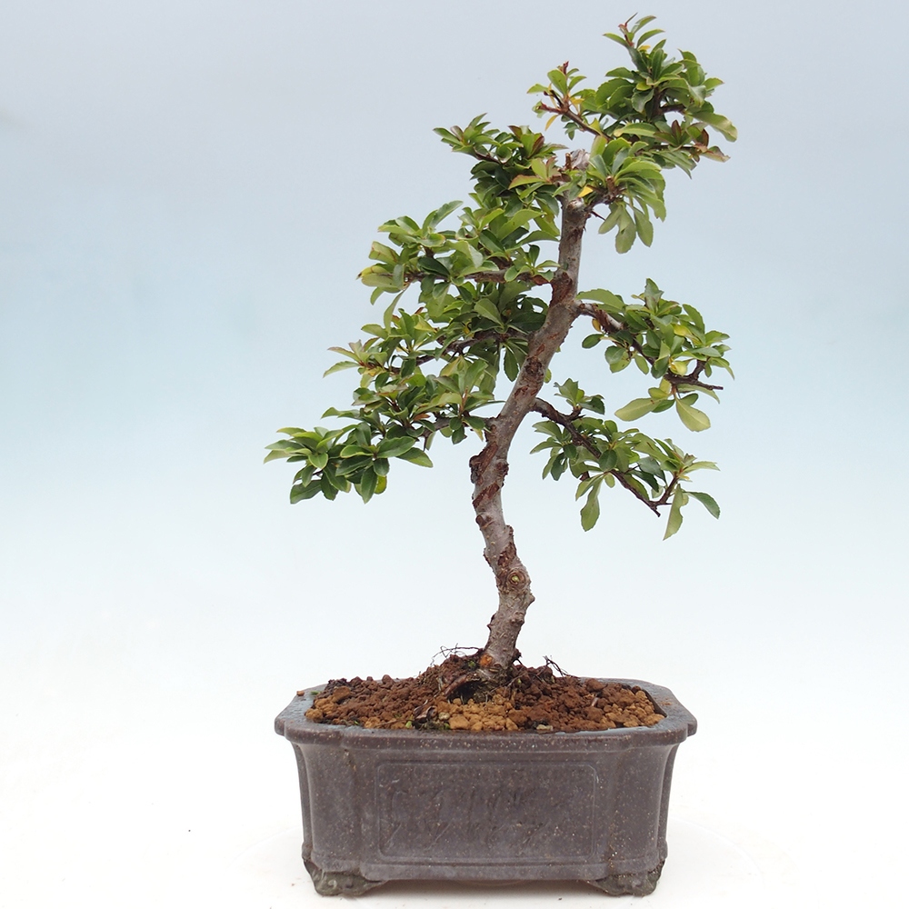 Bonsai-Pyracantha Teton voor buiten -Hlox
