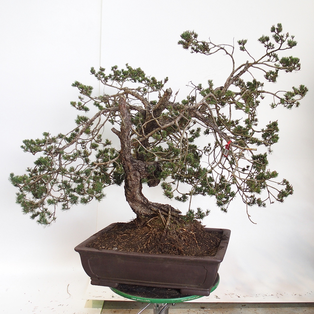 Yamadori - Pinus sylvestris Spanje