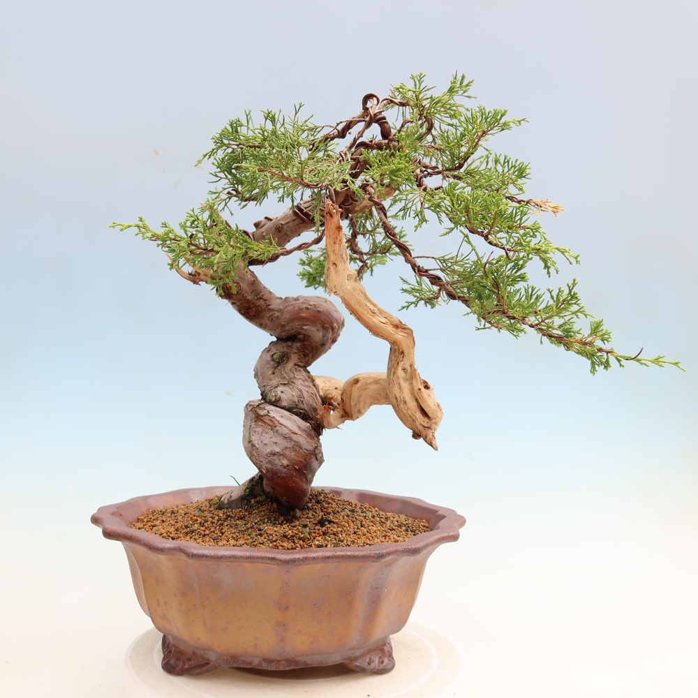 Bonsai voor buiten - Juniperus chinensis Itoigawa-Juniperus chinensis