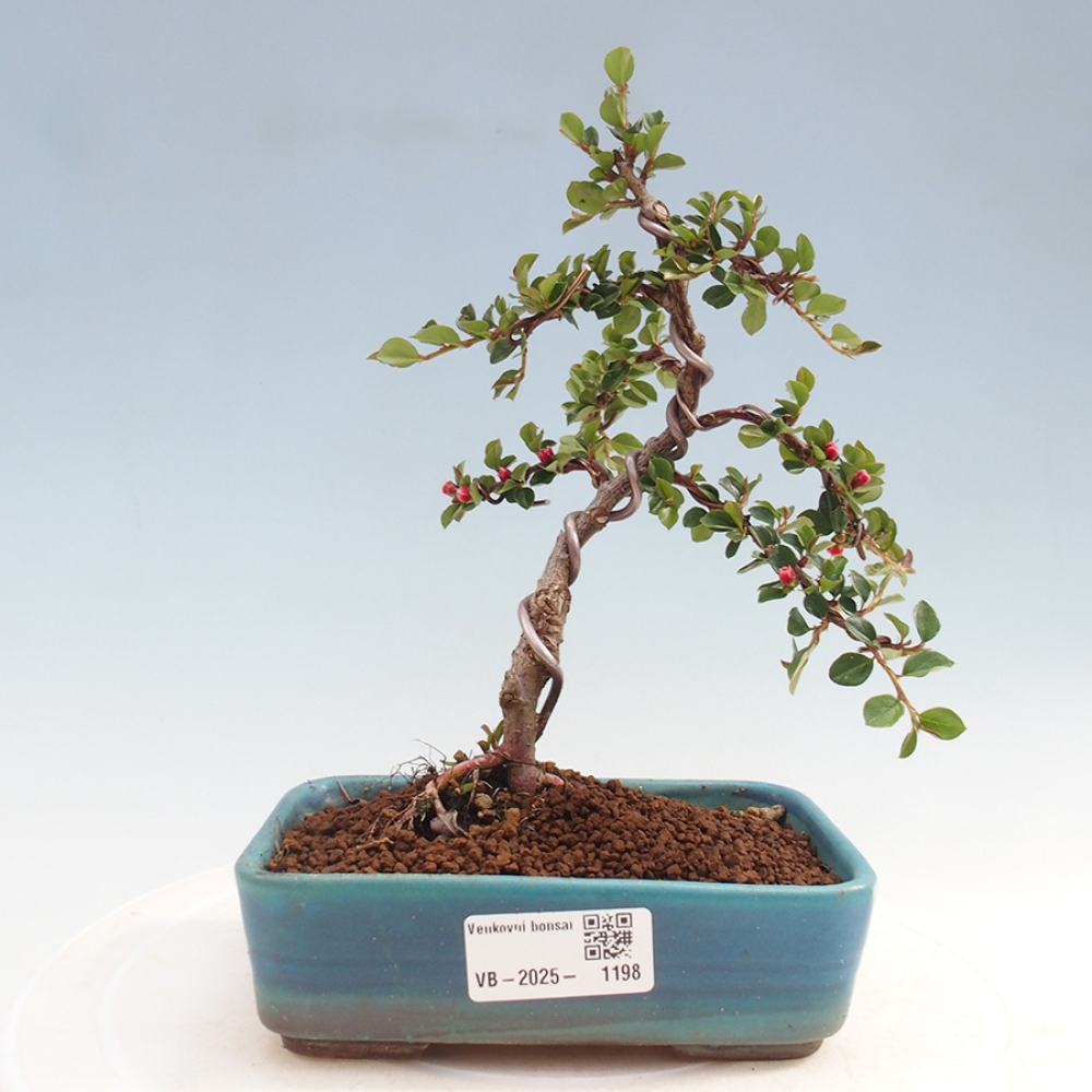 Bonsai-Cotoneaster horizontalis voor buiten - Rocky Mountain