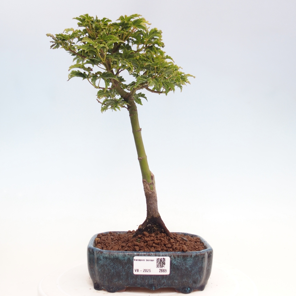 Bonsai voor buiten -Javor palm Acer palmatum Shishigashira
