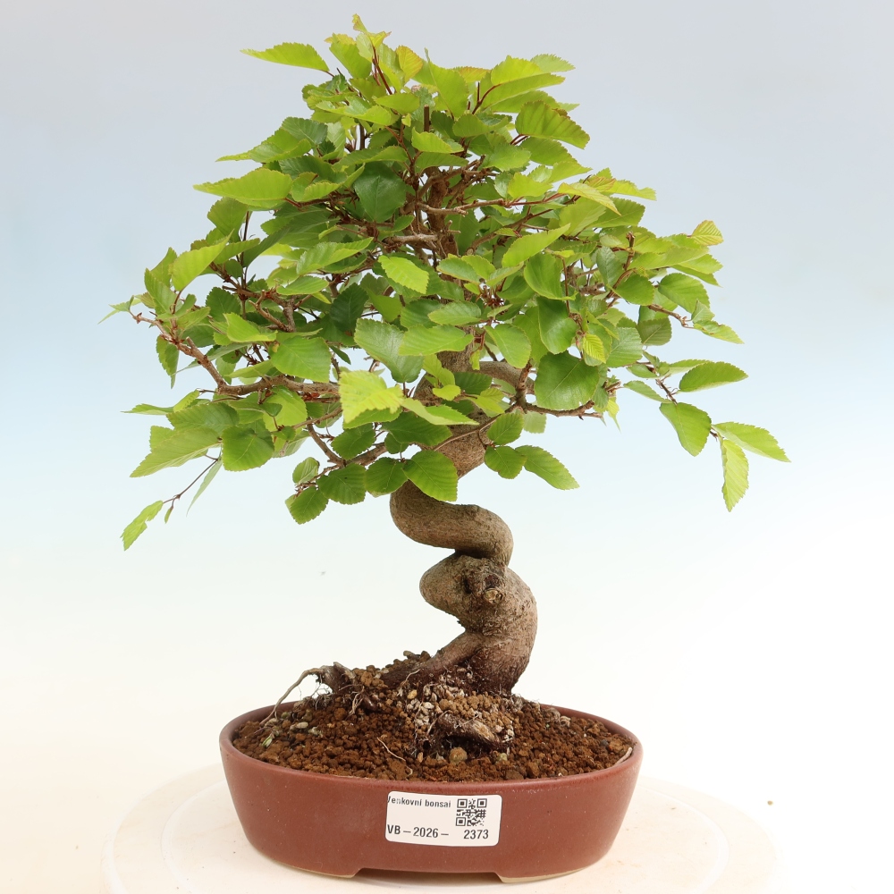 Bonsai voor buiten -Carpinus Coreana - Koreaanse haagbeuk