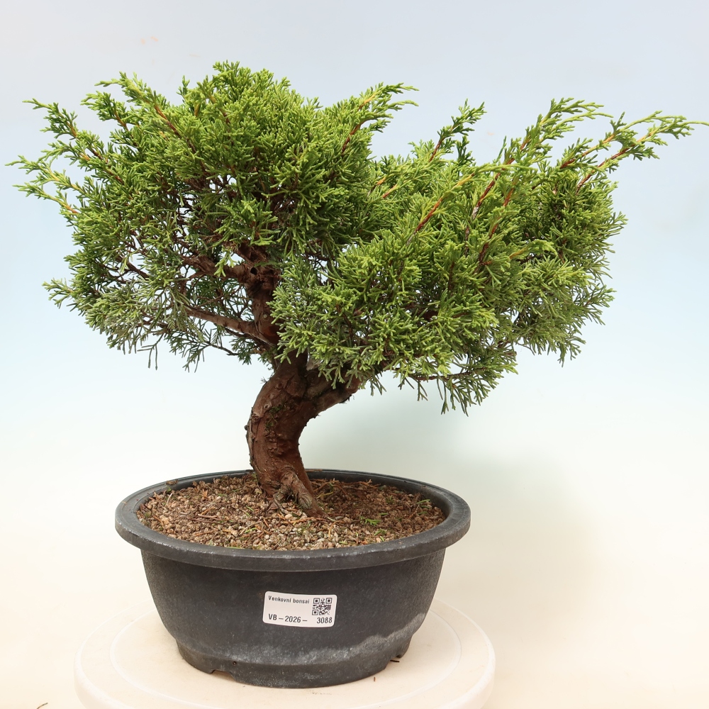 Bonsai voor buiten - Juniperus chinensis Itoigawa-Juniperus chinensis
