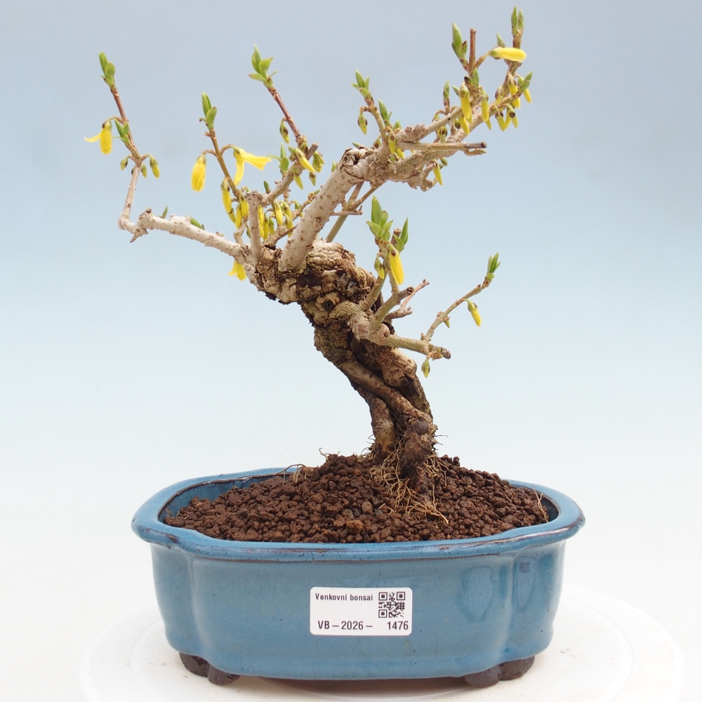Bonsai voor buiten - Zlatice - Forsythia koreana