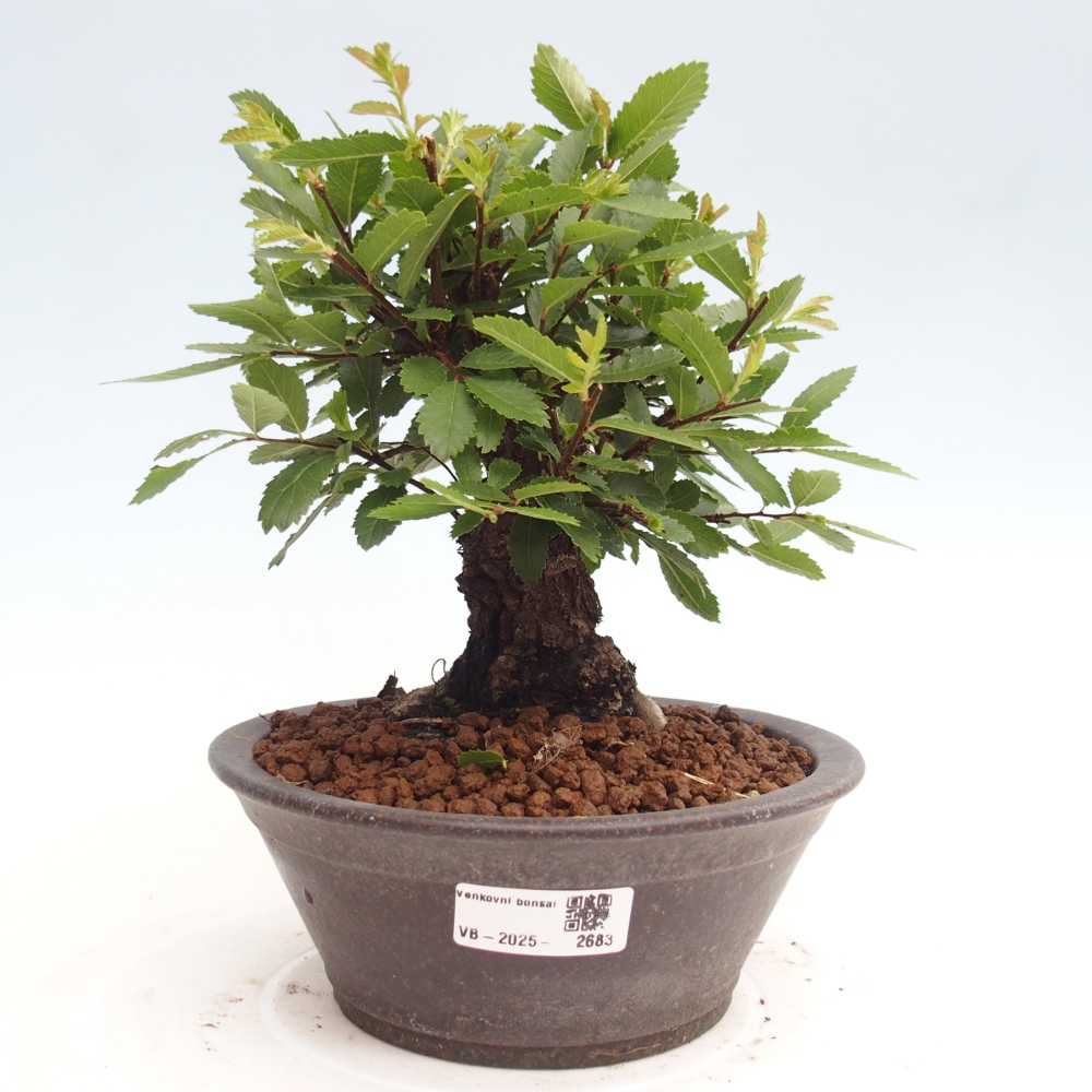 Bonsai voor buiten - Zelkova - Zelkova NIRE