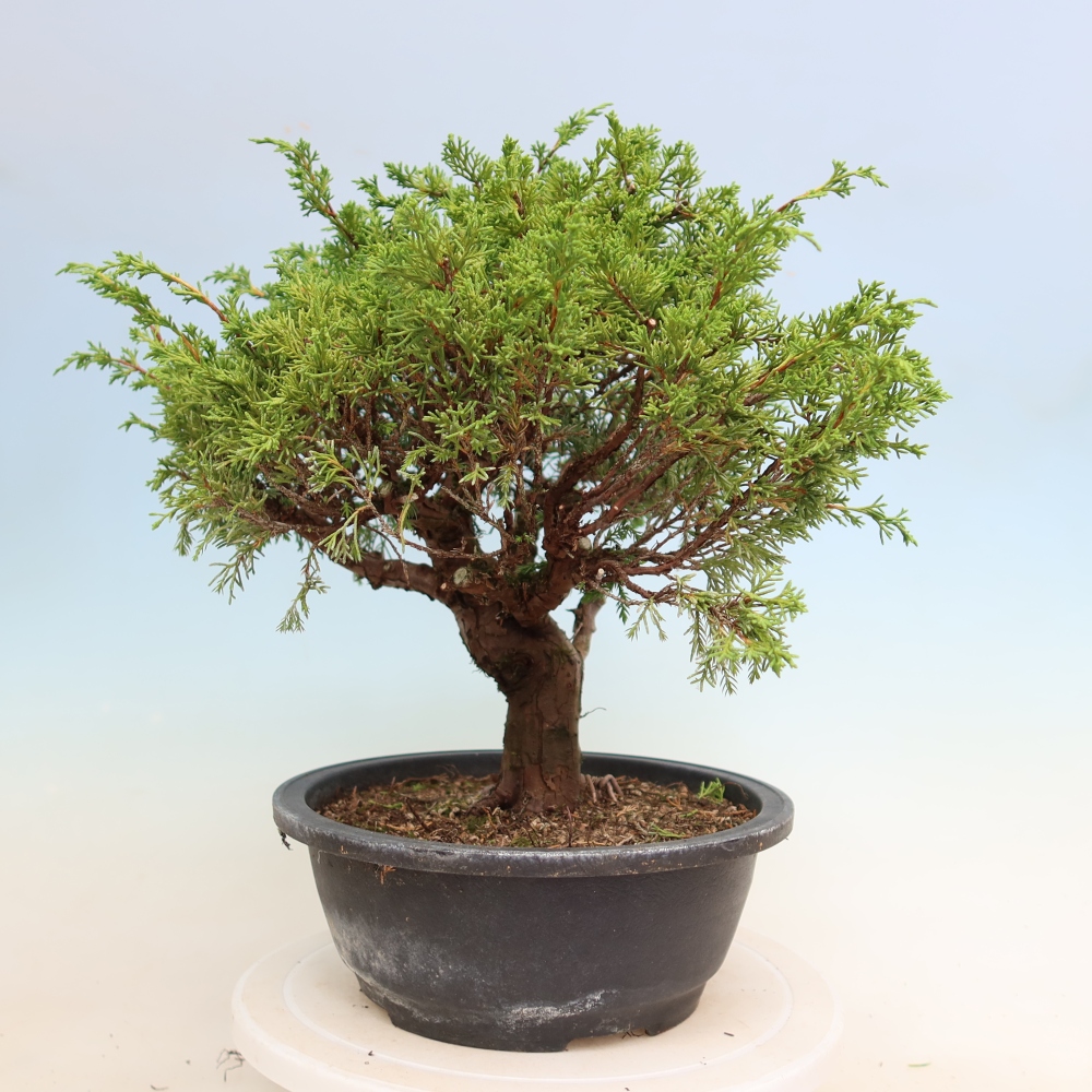 Bonsai voor buiten - Juniperus chinensis Itoigawa-Juniperus chinensis