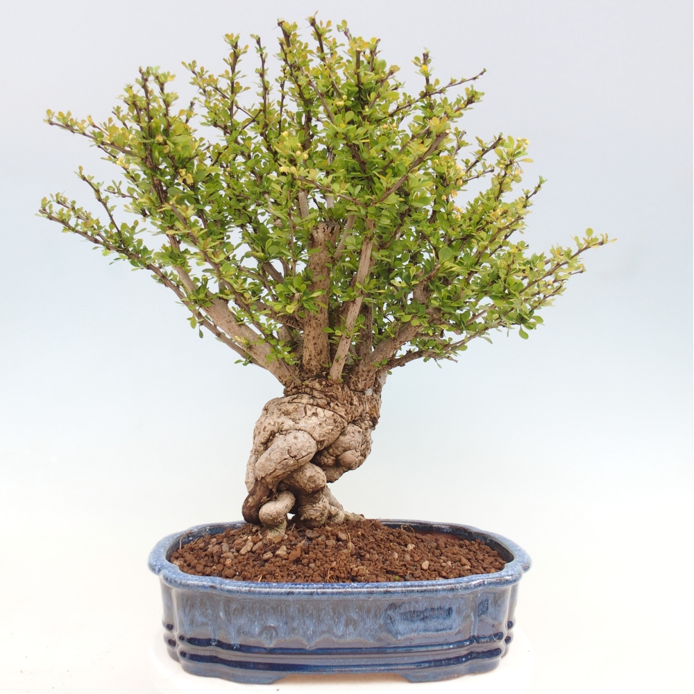 Bonsai voor buiten - Berberis coreana