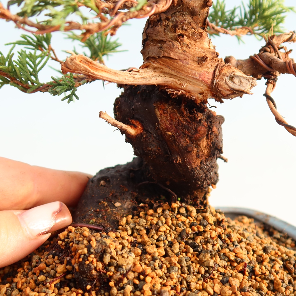 Bonsai voor buiten - Juniperus chinensis Itoigawa
