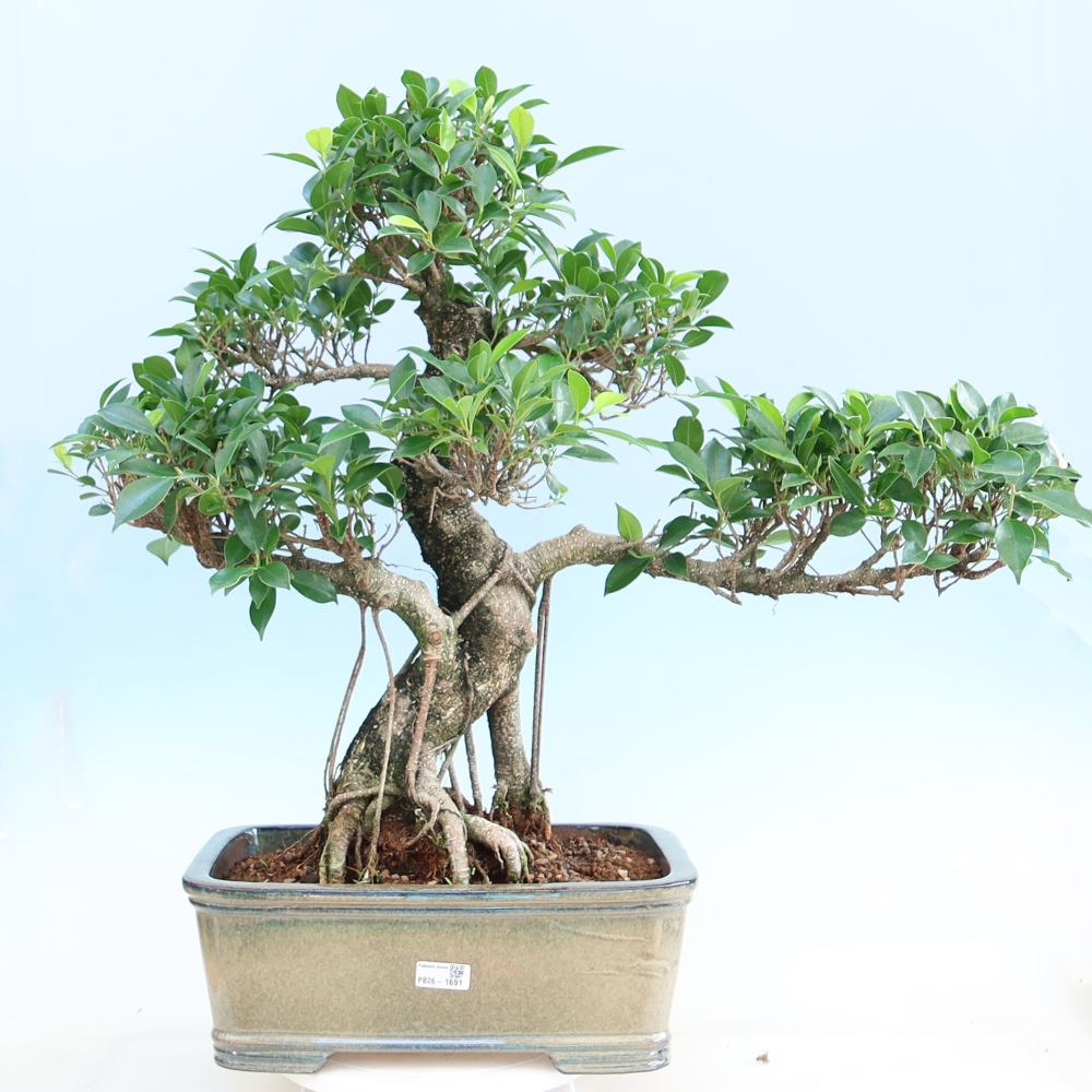 Kamerbonsai - Ficus kimmen - kleinbladige ficus