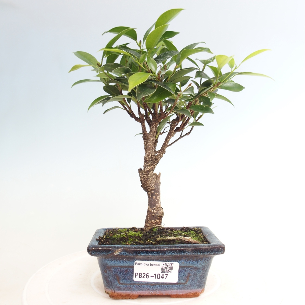 Kamer bonsai Ficus retusa kimmen