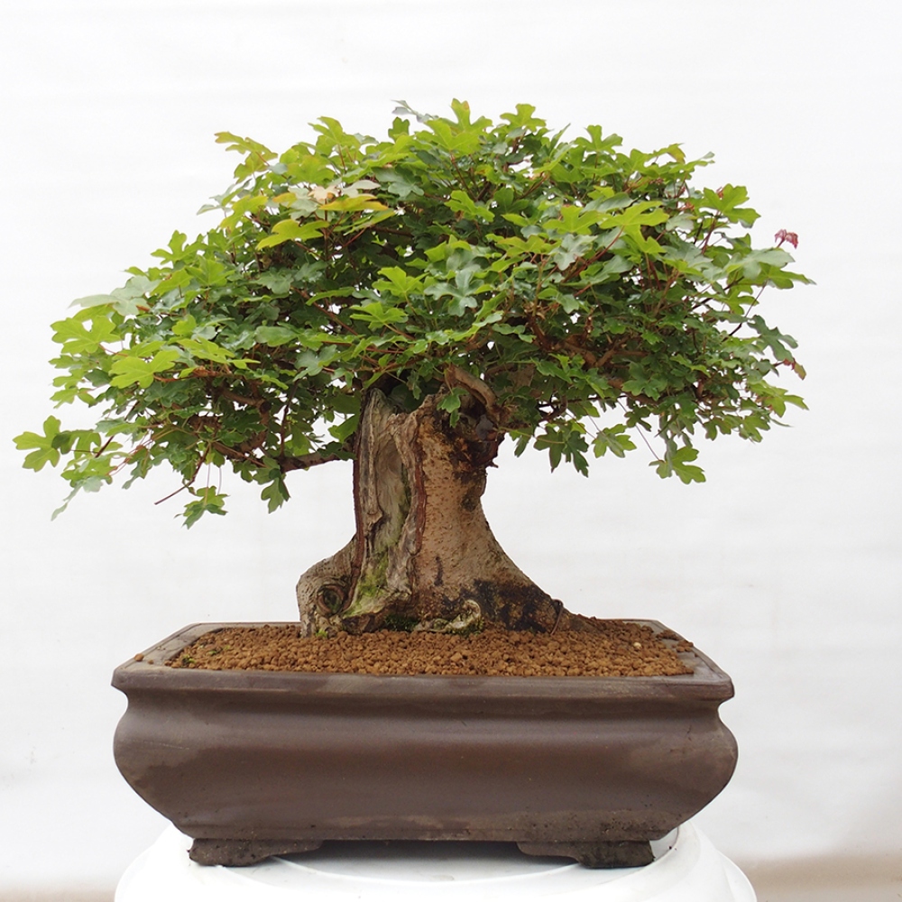 Bonsai voor buiten - Franse esdoorn - Acer Nonspessulanum