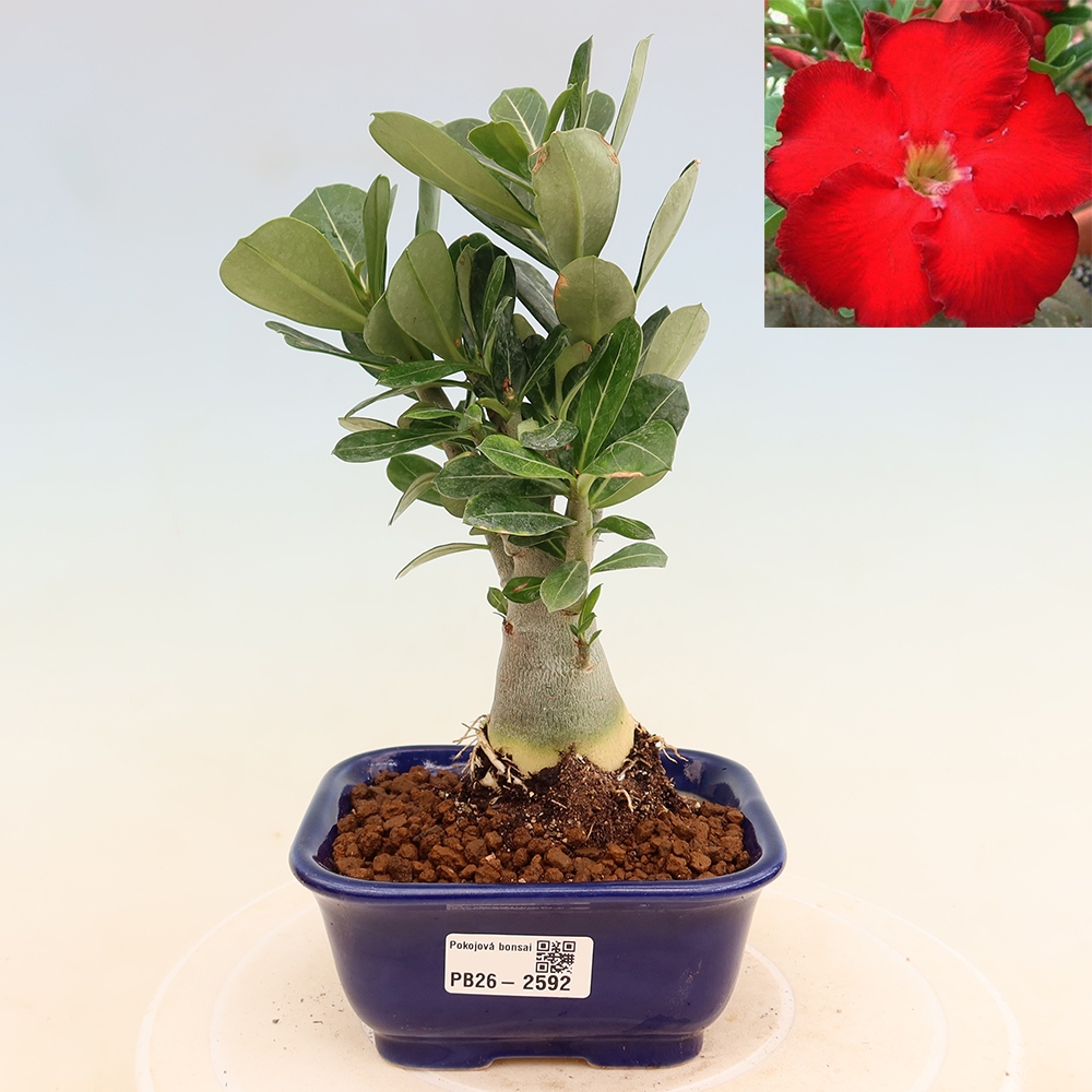 Kamerbonsai - Adenium obesum Red Star - Woestijnroos