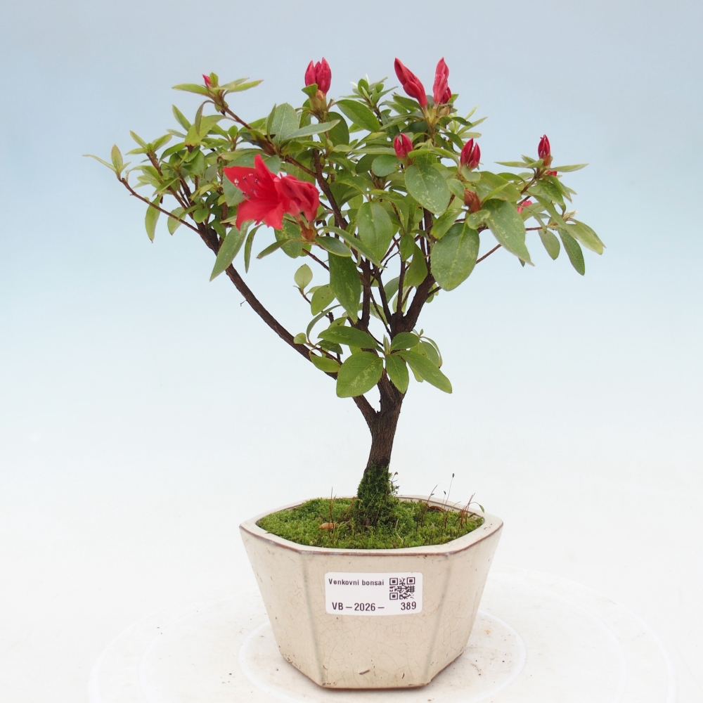 Bonsai voor buiten - Japanse azalea - Azalea sp.
