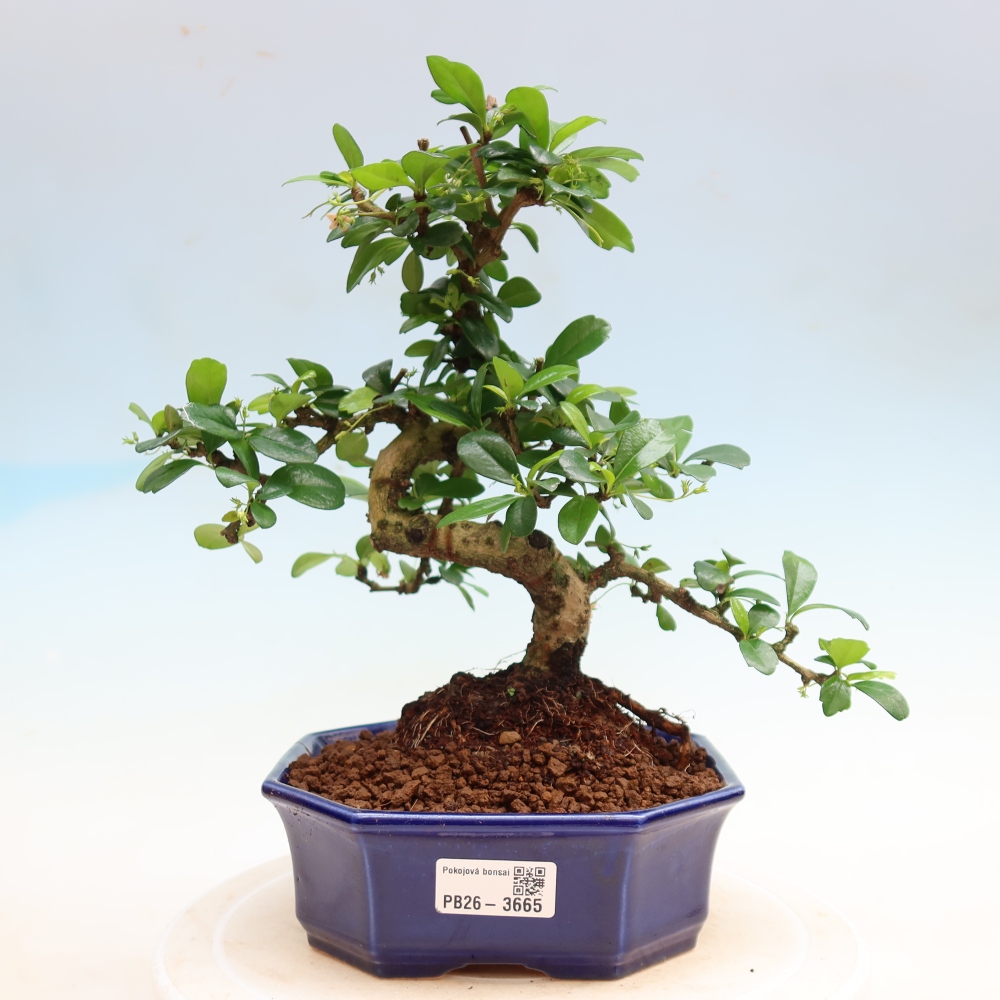 Kamerbonsai - Carmona macrophylla - Thee fuki