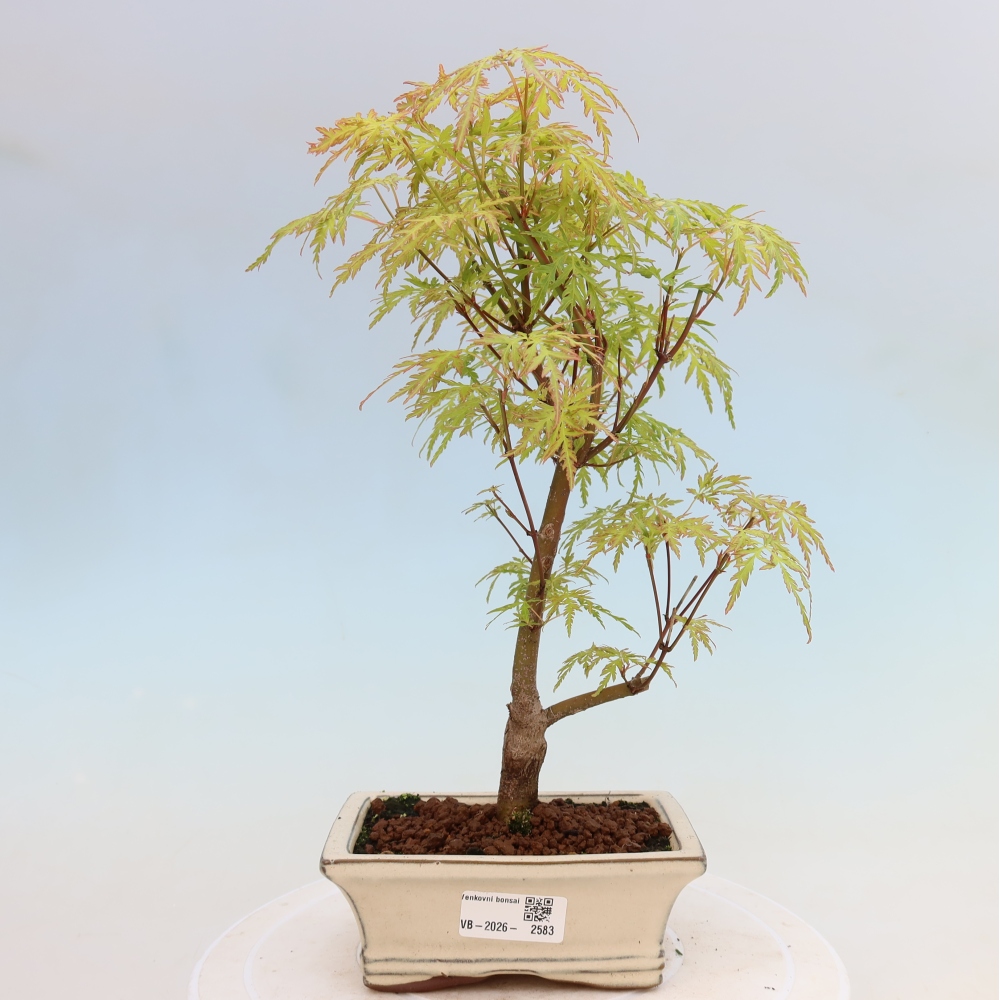 Bonsai voor buiten - Acer palmatum Dissectum