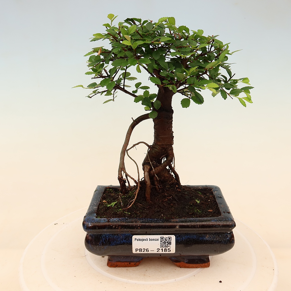 Kamerbonsai - Ulmus parvifolia - Winteriep