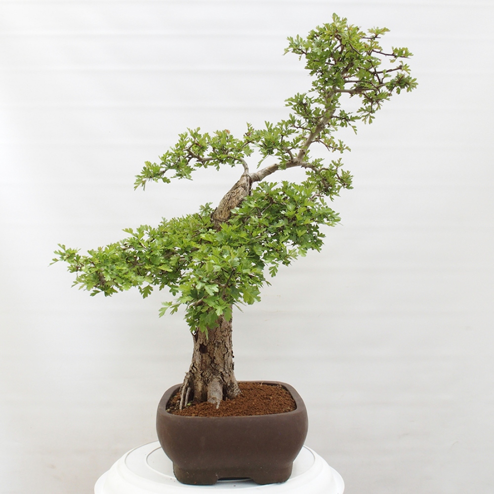 Bonsai voor buiten - Meidoorn - Crataegus monogyna