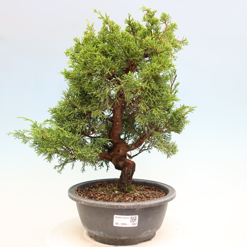 Bonsai voor buiten - Juniperus chinensis Itoigawa-Juniperus chinensis