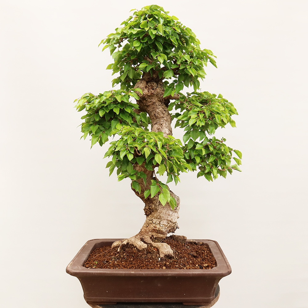Bonsai voor buiten -Carpinus Coreana - Koreaanse haagbeuk