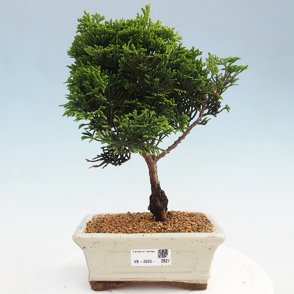 Bonsai voor buiten - Cham.pis obtusa Nana Gracilis - Cipres