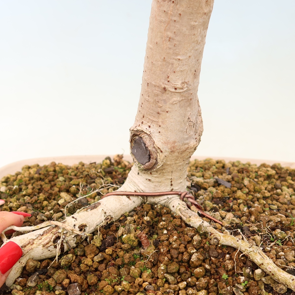 Bonsai voor binnen - Hibiscus tiliaceus - Zee Hibiscus