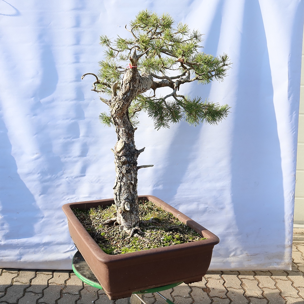 Pinus sylvestris Spanje - grove den