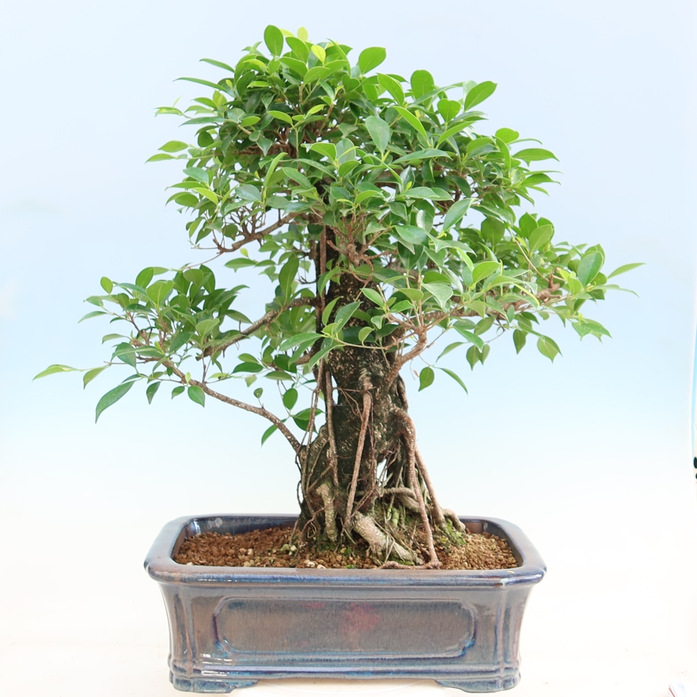 Kamerbonsai - Ficus kimmen - kleinbladige ficus