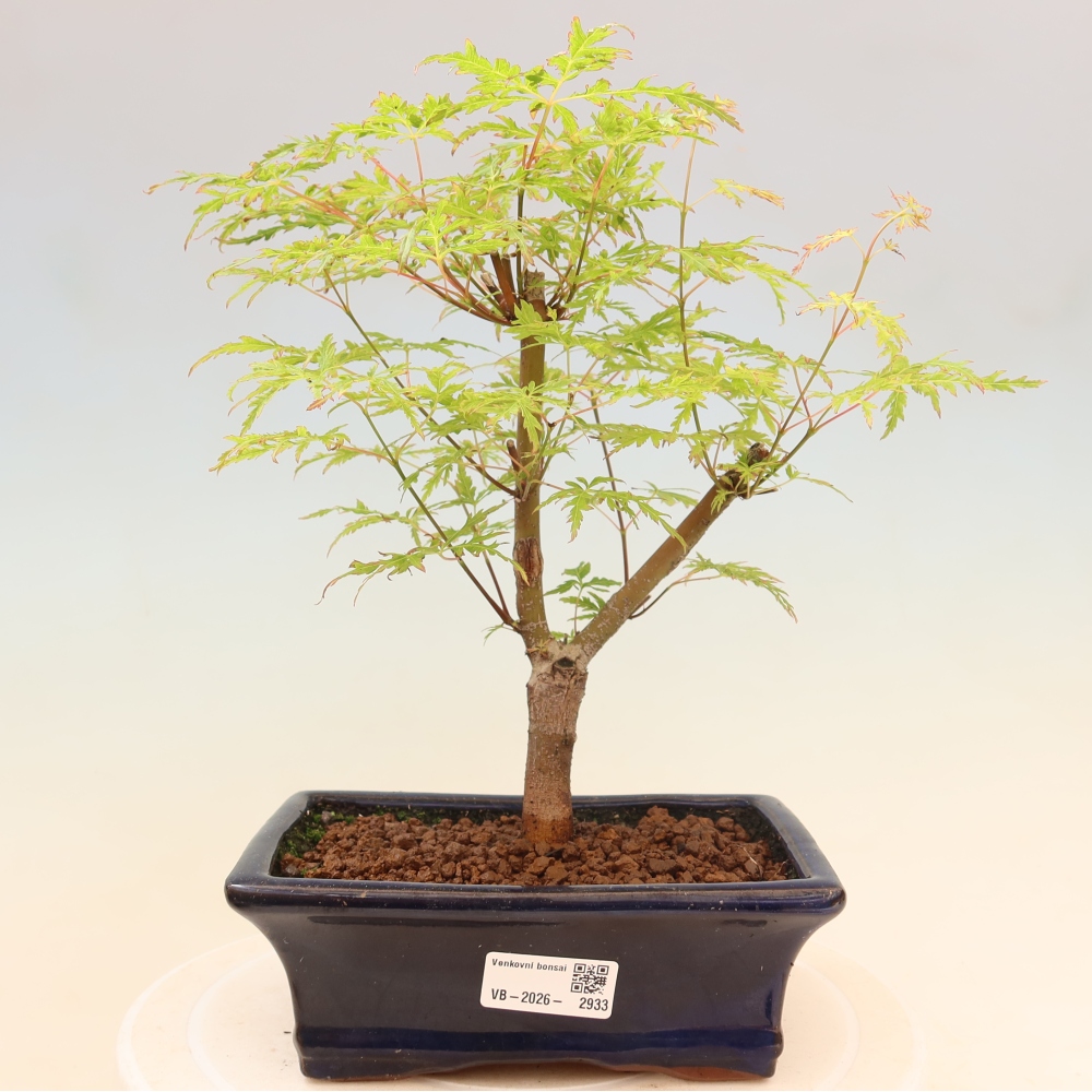 Bonsai voor buiten - Acer palmatum Dissectum