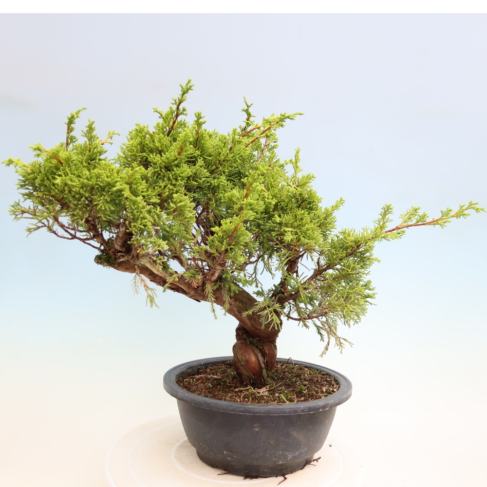 Bonsai voor buiten - Juniperus chinensis Itoigawa-Juniperus chinensis