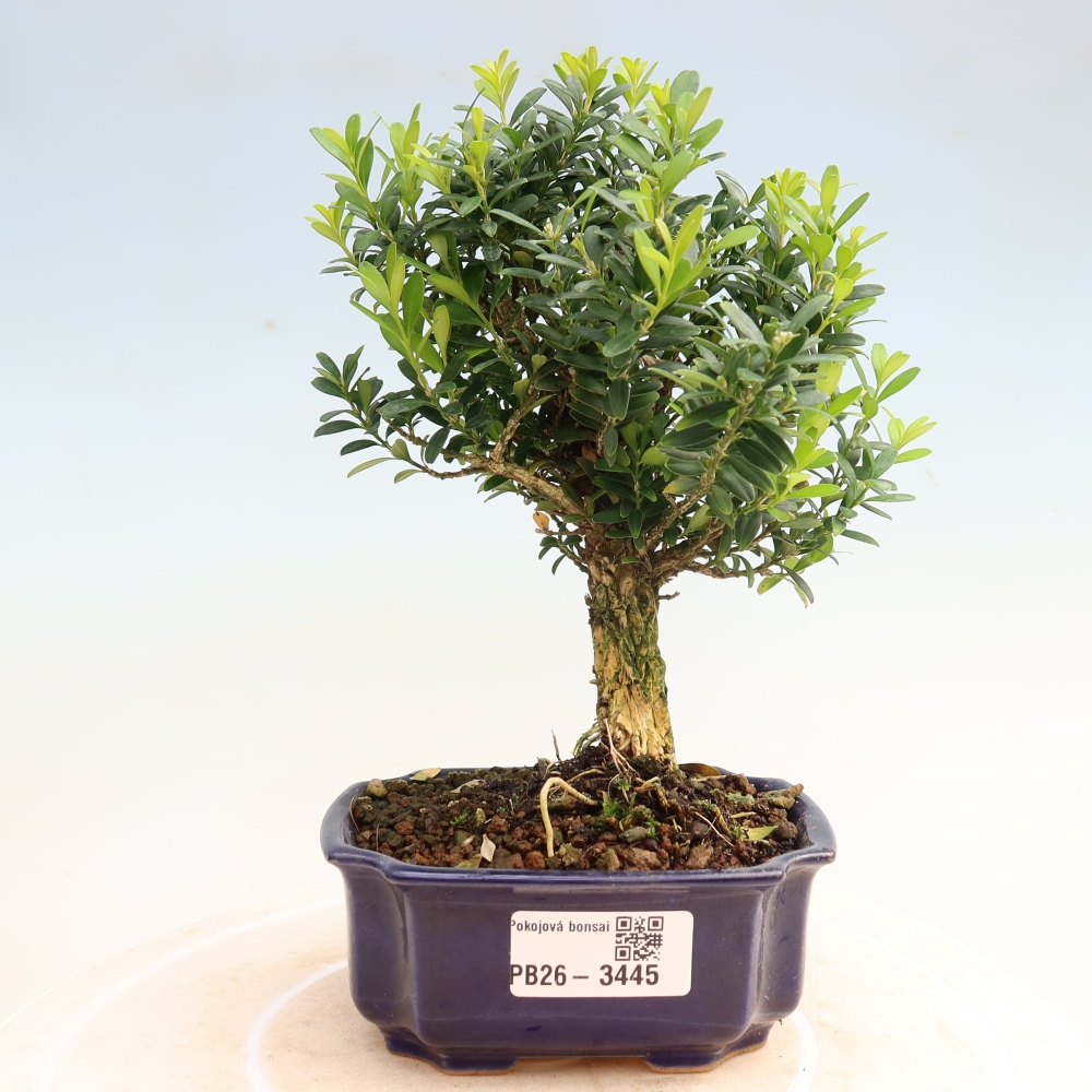 Kamerbonsai - Buxus harlandii - kurk buxus